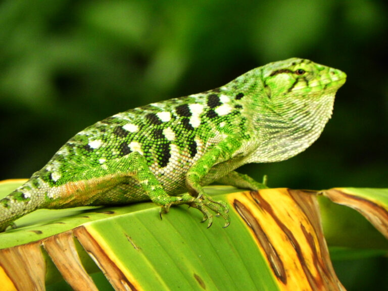Lizards of Tobago