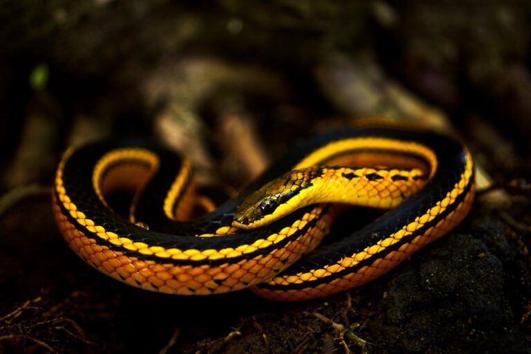 Snakes of Tobago