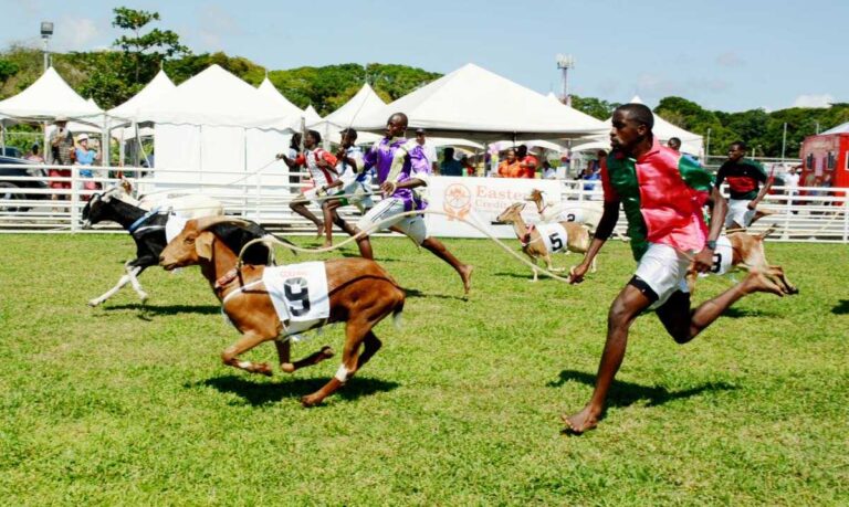 Goat Race Festival